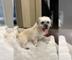 Mutt Dogs for adoption in Stockton, CA, USA