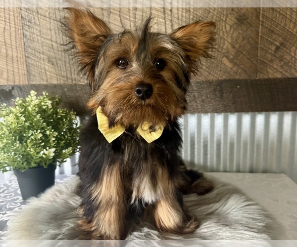 Medium Photo #1 Yorkshire Terrier Puppy For Sale in NAPPANEE, IN, USA
