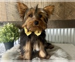 Image preview for Ad Listing. Nickname: Miles