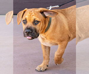 French Bulldog-Unknown Mix Dogs for adoption in Lake Forest, CA, USA