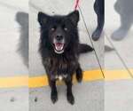 Small German Shepherd Dog Mix