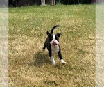 Small Photo #4 Boston Terrier Puppy For Sale in MONTVILLE, OH, USA