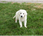 Small #3 English Cream Golden Retriever