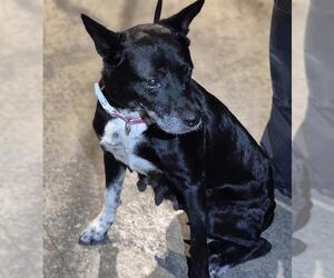 Border Collie Dogs for adoption in San Antonio, TX, USA