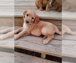 Puppy Leo red Goldendoodle