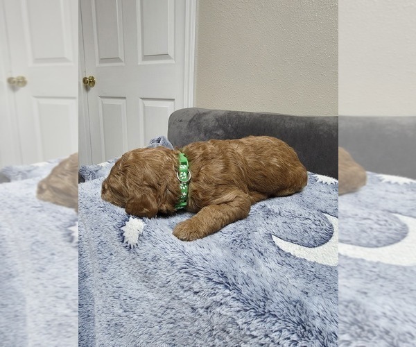 Medium Photo #16 Goldendoodle Puppy For Sale in COLLINSVILLE, IL, USA