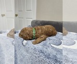 Small Photo #16 Goldendoodle Puppy For Sale in COLLINSVILLE, IL, USA