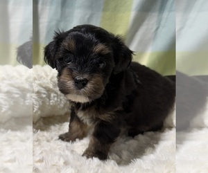 Havapoo Puppy for sale in GUTHRIE, KY, USA