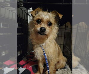 Chihuahua-Unknown Mix Dogs for adoption in Rocky Mount, NC, USA