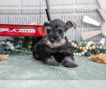 Puppy Sky Schnauzer (Miniature)
