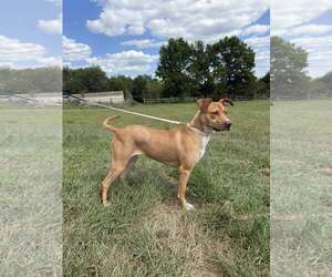 American Staffordshire Terrier-Unknown Mix Dogs for adoption in New Oxford , PA, USA