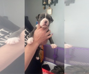 American Pit Bull Terrier Puppy for sale in HAMTRAMCK, MI, USA