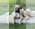 Small #3 Labrador Retriever Mix