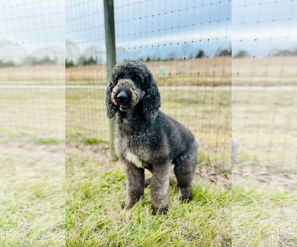 Medium Photo #3 Labradoodle Puppy For Sale in Pacolet, SC, USA