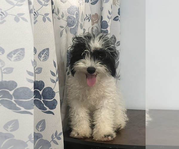 Medium Photo #19 Cavapoo-Poodle (Miniature) Mix Puppy For Sale in DURHAM, CT, USA