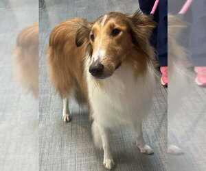 Collie Dogs for adoption in Dublin, OH, USA
