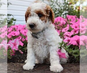 Poodle (Miniature) Puppy for sale in GREENVILLE, PA, USA