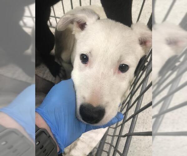 Medium Photo #1 Labrador Retriever-Unknown Mix Puppy For Sale in Conroe, TX, USA