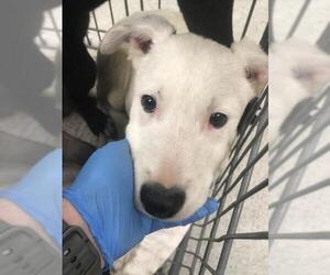 Labrador Retriever-Unknown Mix Dogs for adoption in Conroe, TX, USA