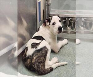 American Pit Bull Terrier-Unknown Mix Dogs for adoption in Plano, TX, USA