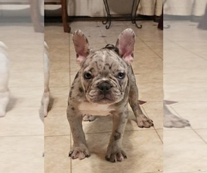 French Bulldog Puppy for sale in CLYDE, NY, USA