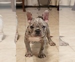 Small French Bulldog
