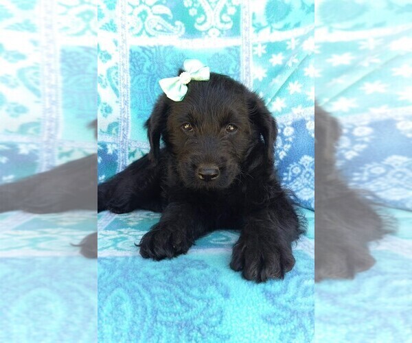 Medium Photo #6 Labradoodle Puppy For Sale in EDEN, PA, USA