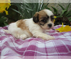 Zuchon Puppy for sale in SHILOH, OH, USA