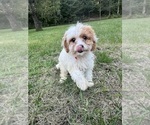 Small #1 Cavapoo-Poodle (Miniature) Mix