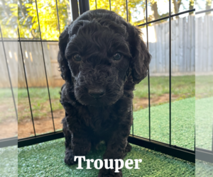Goldendoodle (Miniature) Litter for sale in NASHVILLE, TN, USA