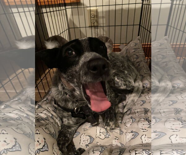 Medium Photo #1 Mutt Puppy For Sale in Garden City, NY, USA