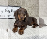 Small #6 Dachshund