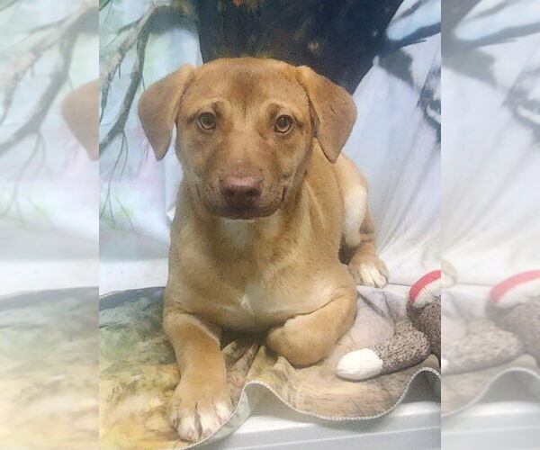 Medium Photo #2 Labrador Retriever-Unknown Mix Puppy For Sale in Wetumpka, AL, USA