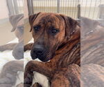 Small #3 Presa Canario Mix