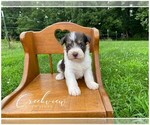 Puppy 1 Schnauzer (Miniature)