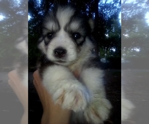 Siberian Husky Puppy for sale in FLORENCE, SC, USA