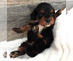 Small Photo #12 Cavapoo Puppy For Sale in CARLISLE, KY, USA