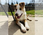 Small #20 Australian Shepherd Mix