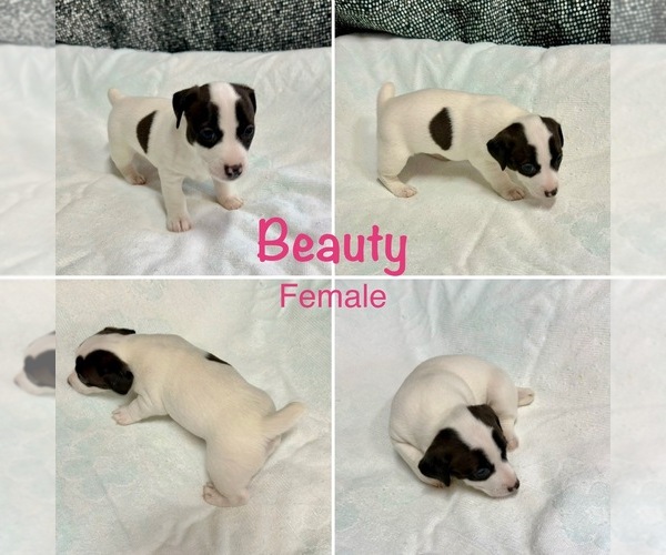 Medium Photo #1 Jack Russell Terrier Puppy For Sale in CARMICHAEL, CA, USA
