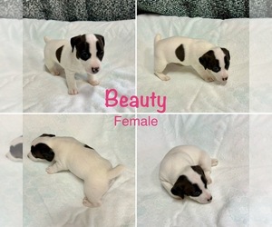 Jack Russell Terrier Puppy for sale in CARMICHAEL, CA, USA