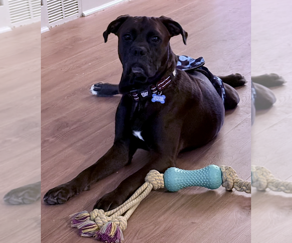 Medium Photo #2 Boxer Puppy For Sale in  Katy, TX, USA