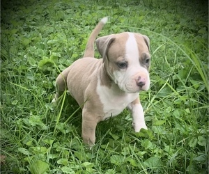 American Bully Puppy for Sale in SALEM, Illinois USA