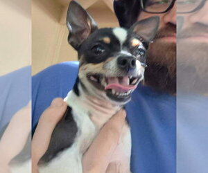 Chihuahua-Unknown Mix Dogs for adoption in Grafton, WI, USA