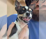 Small Chihuahua Mix