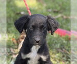 MARTIN - Male Mutt Dog for Adoption - Small photo