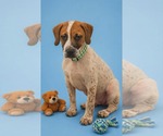 Small #1 Beagle Mix