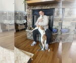 Small #10 American Staffordshire Terrier