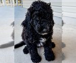 Small #2 Bernedoodle