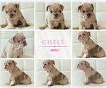 Small #4 French Bulldog