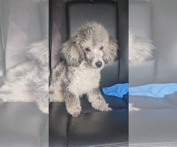 Medium Photo #2 Poodle (Toy) Puppy For Sale in INDIANAPOLIS, IN, USA